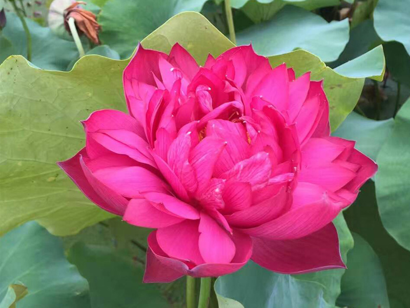 水生花卉应用前景日益看好