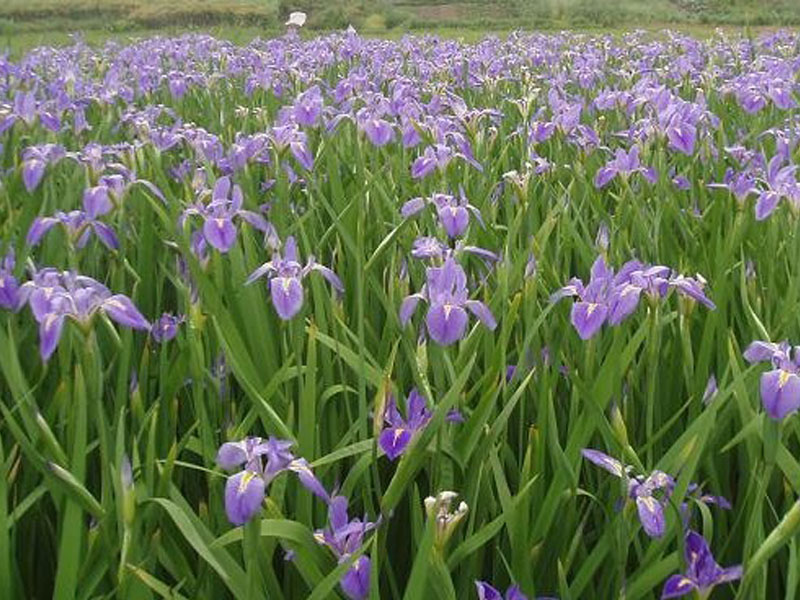 中国水生鸢尾——水生鸢尾市场价格情况