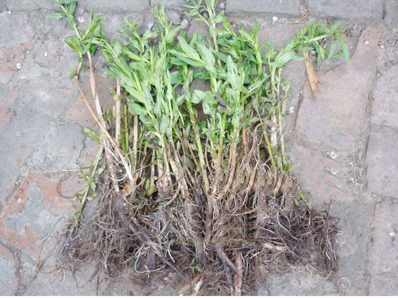 五月中旬千屈菜推荐_供销五月中旬千屈菜