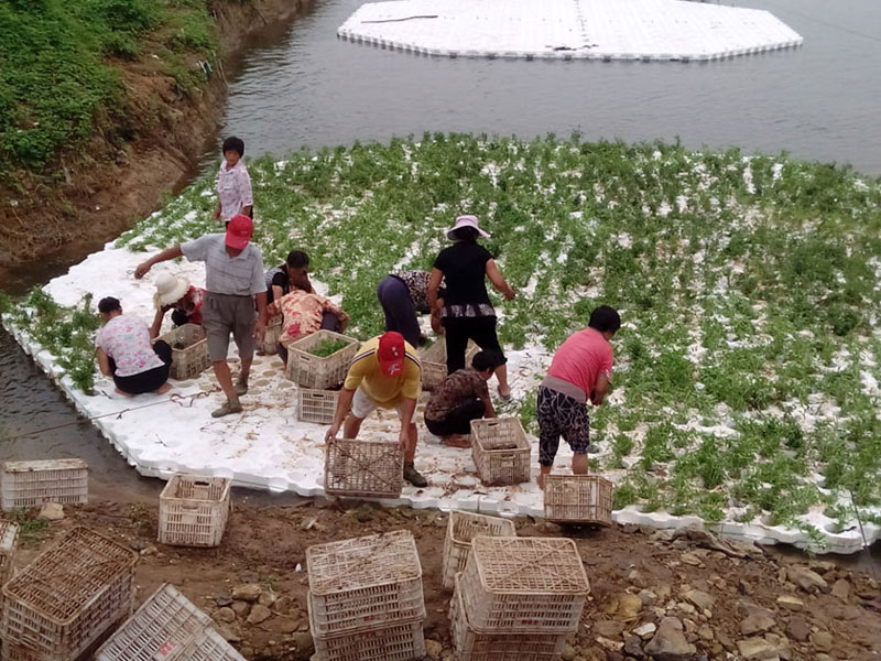 生态浮岛供应商哪家好，创新型的生态浮岛