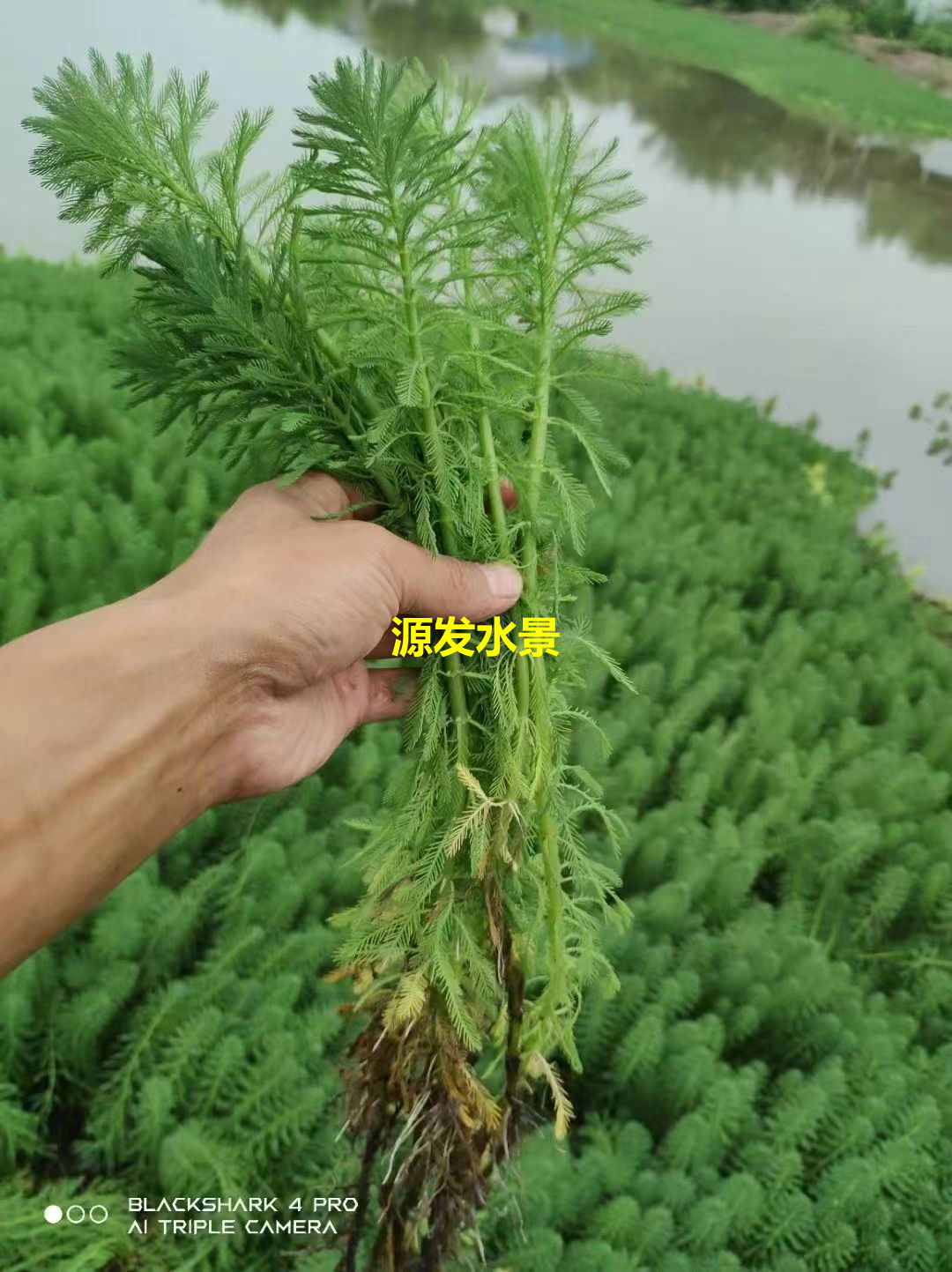 沉水植物