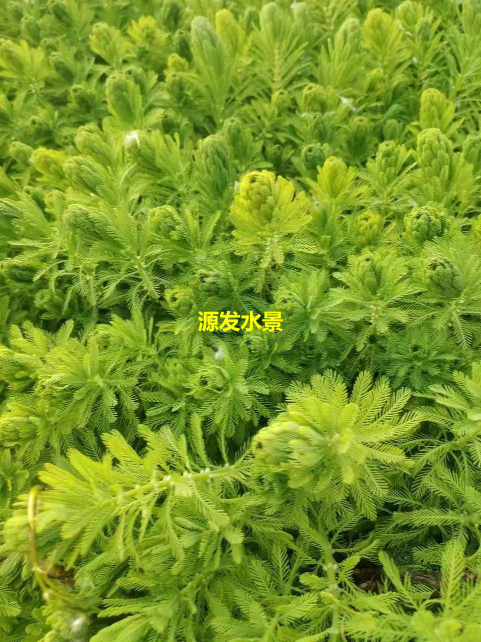 沉水植物