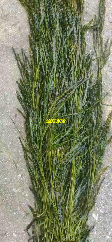 沉水植物