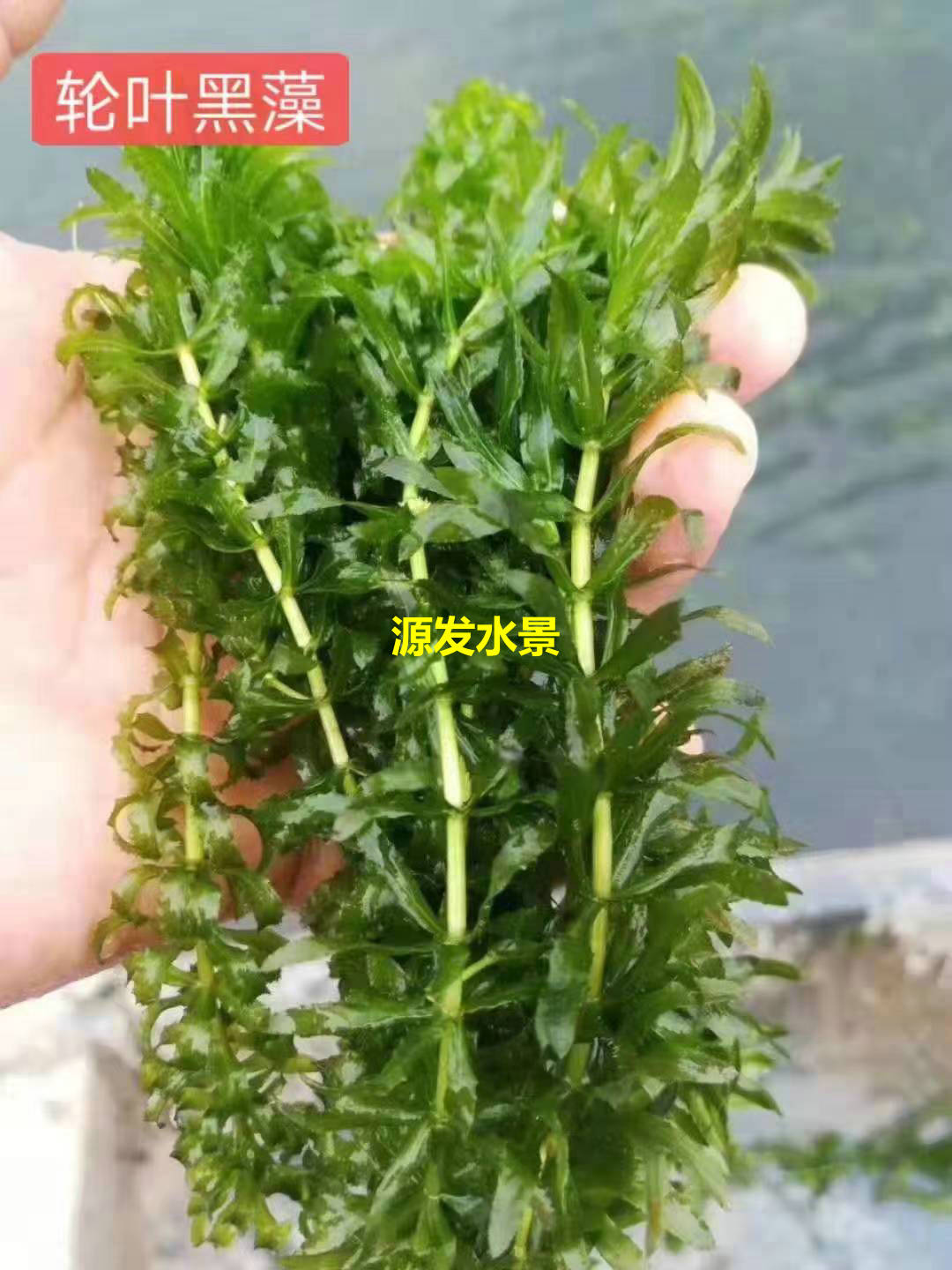 沉水植物