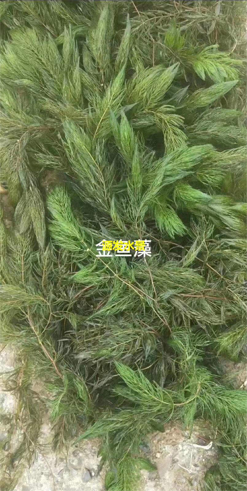 沉水植物