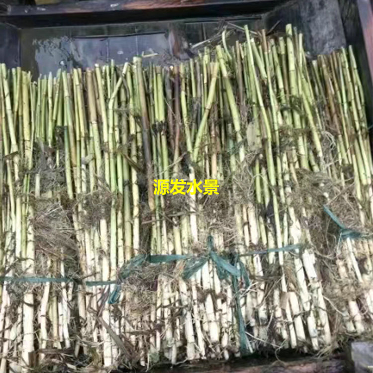 芦苇苗