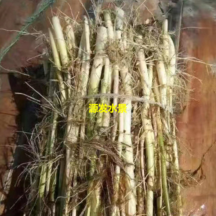芦苇苗